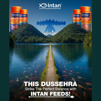 Intan: Making Waves and Scaling Visibility